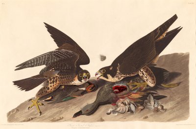 Halcón de pie grande de Robert Havell after John James Audubon