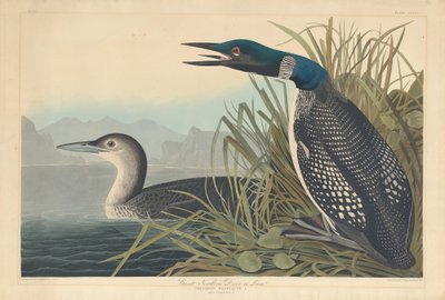 Colimbo Grande o Colimbo de Robert Havell after John James Audubon