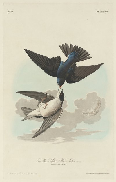Golondrina Verde-Azul o de Vientre Blanco de Robert Havell after John James Audubon