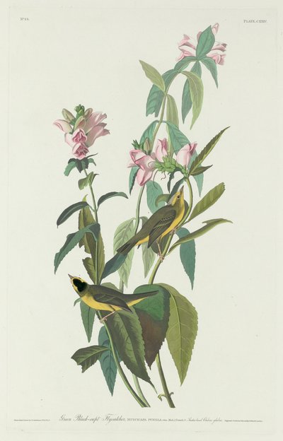 Papamoscas Verde y Negro de Robert Havell after John James Audubon