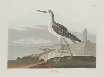 Archibebe común de Robert Havell after John James Audubon