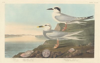 Charrán de Havell y Charrán de Trudeau de Robert Havell after John James Audubon