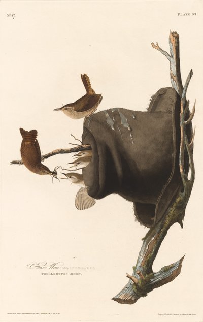 Chochín casero de Robert Havell after John James Audubon