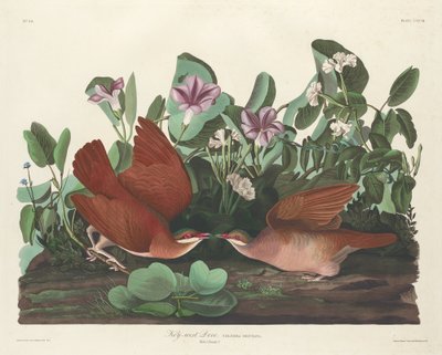 Paloma de Key West de Robert Havell after John James Audubon