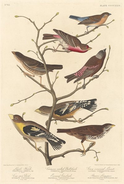 Pinzón lazuli de Robert Havell after John James Audubon