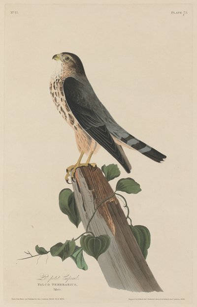 El pequeño cabo de Robert Havell after John James Audubon