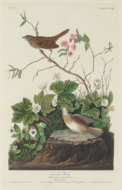 Lincoln Finch de Robert Havell after John James Audubon