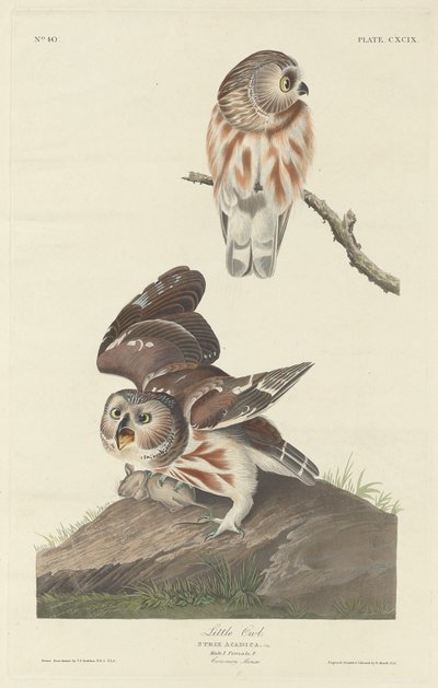 Pequeño búho de Robert Havell after John James Audubon