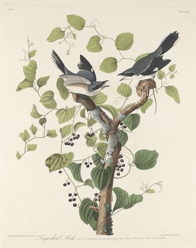 Alcaudón Verdugo de Robert Havell after John James Audubon