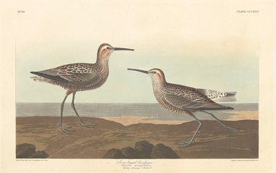 Playero de patas largas de Robert Havell after John James Audubon