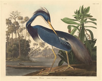 Garza de Luisiana de Robert Havell after John James Audubon