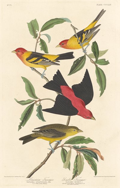 Tangara de Luisiana y Tangara escarlata de Robert Havell after John James Audubon