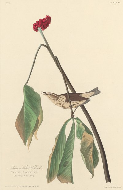 Zorzal acuático de Luisiana de Robert Havell after John James Audubon