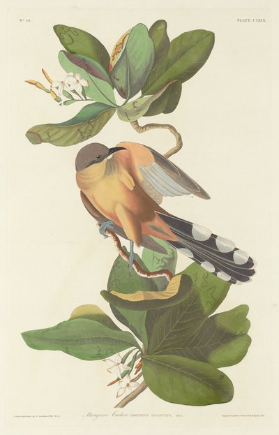 Cuco Manglar de Robert Havell after John James Audubon