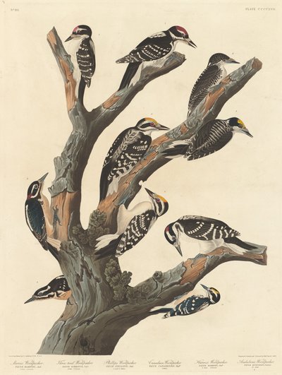El Pájaro Carpintero de María de Robert Havell after John James Audubon