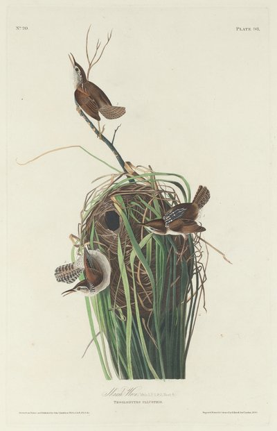 Chochín de pantano de Robert Havell after John James Audubon