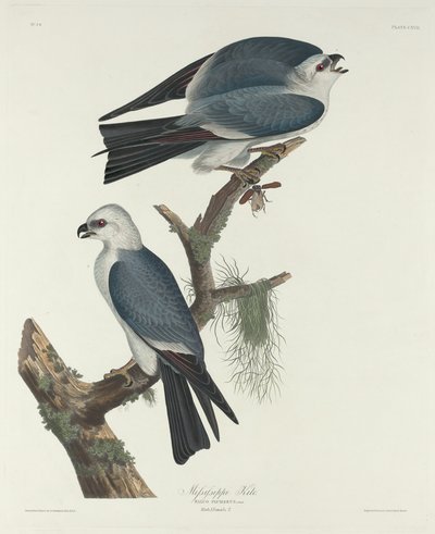 Milano de Misisipi de Robert Havell after John James Audubon