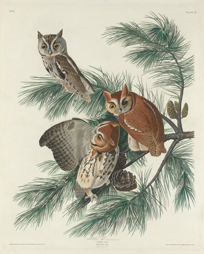 Búho moteado de Robert Havell after John James Audubon