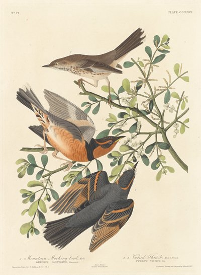 Sinsonte de Montaña y Zorzal Variado de Robert Havell after John James Audubon