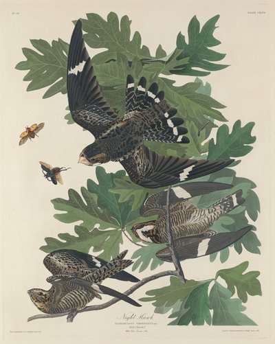 Halcón nocturno de Robert Havell after John James Audubon