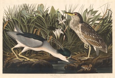 Garceta nocturna o Qua bird de Robert Havell after John James Audubon