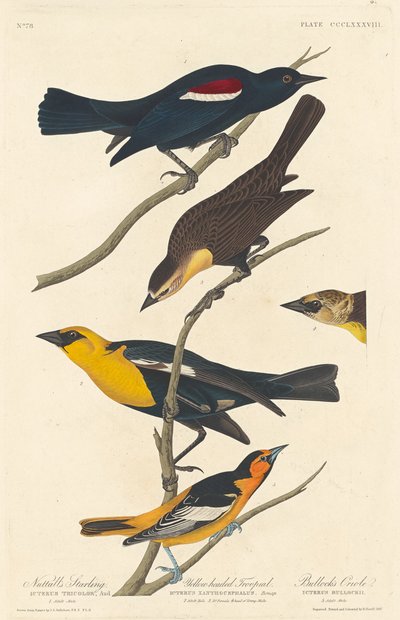 Estornino de Nuttall, Tordo de cabeza amarilla y Oriole de Bullock de Robert Havell after John James Audubon