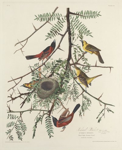 Orchard Oriole de Robert Havell after John James Audubon
