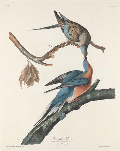 Paloma pasajera de Robert Havell after John James Audubon