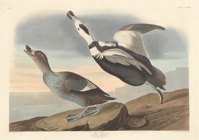 Pato pintado de Robert Havell after John James Audubon