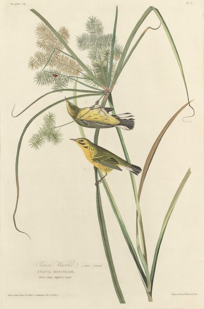 Reinita de las praderas de Robert Havell after John James Audubon