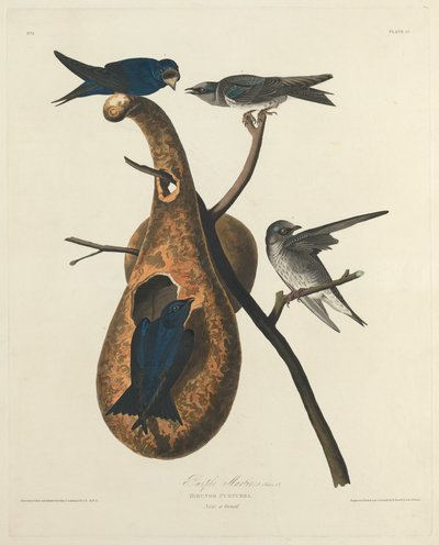 Martín púrpura de Robert Havell after John James Audubon