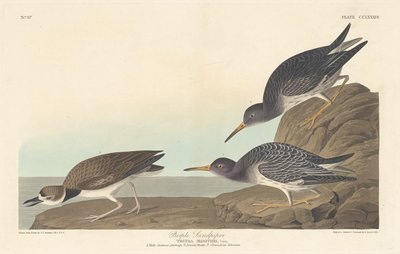 Correlimos oscuro de Robert Havell after John James Audubon