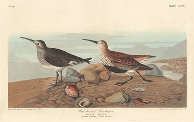 Correlimos de lomo rojo de Robert Havell after John James Audubon