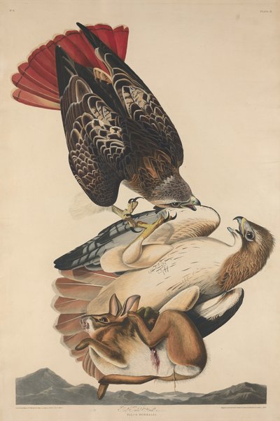 Halcón de cola roja de Robert Havell after John James Audubon