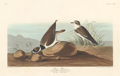 Chorlitejo de Robert Havell after John James Audubon