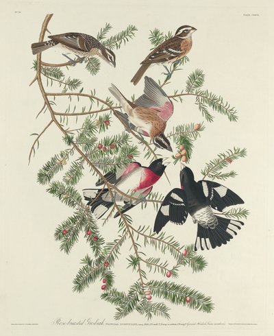 Picogordo pechirrosado de Robert Havell after John James Audubon