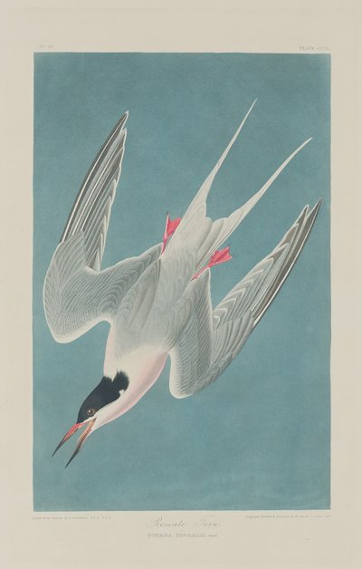 Charrán rosado de Robert Havell after John James Audubon
