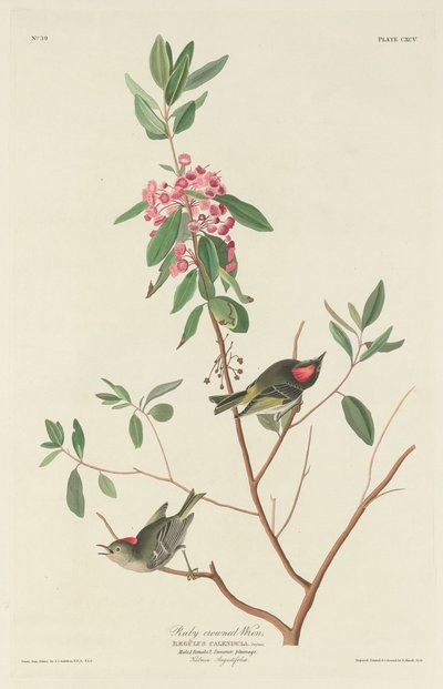 Reyezuelo coronirrojo de Robert Havell after John James Audubon