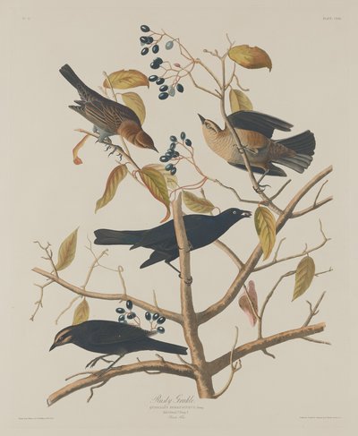 Grajo oxidado de Robert Havell after John James Audubon