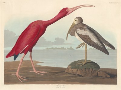 Ibis escarlata de Robert Havell after John James Audubon