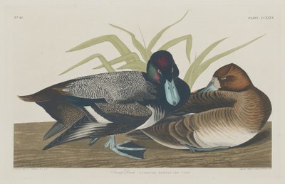 Pato porrón de Robert Havell after John James Audubon