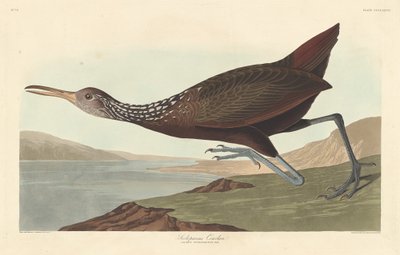 Scolopaceus Courlan de Robert Havell after John James Audubon