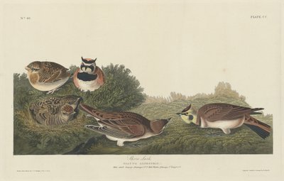 Alondra de la Costa de Robert Havell after John James Audubon