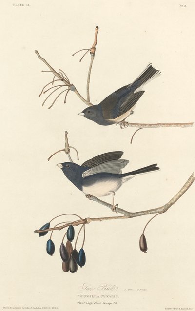 Pájaro de nieve de Robert Havell after John James Audubon