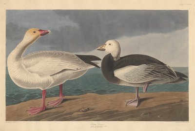 Ganso de Nieve de Robert Havell after John James Audubon