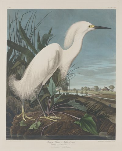 Garza nevada o garceta blanca de Robert Havell after John James Audubon