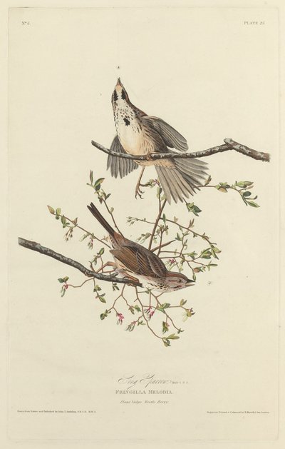 Gorrión cantor de Robert Havell after John James Audubon