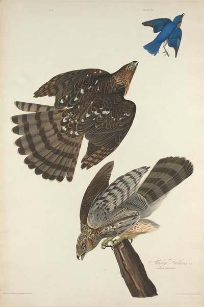Stanley Hawk de Robert Havell after John James Audubon