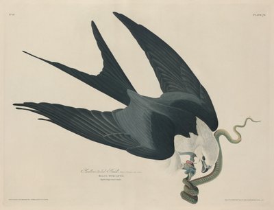 Halcón de cola bifurcada de Robert Havell after John James Audubon