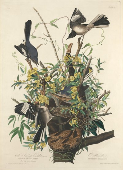 El sinsonte de Robert Havell after John James Audubon